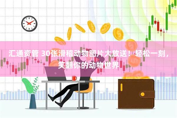 汇通资管 30张滑稽动物图片大放送！轻松一刻，笑翻你的动物世界