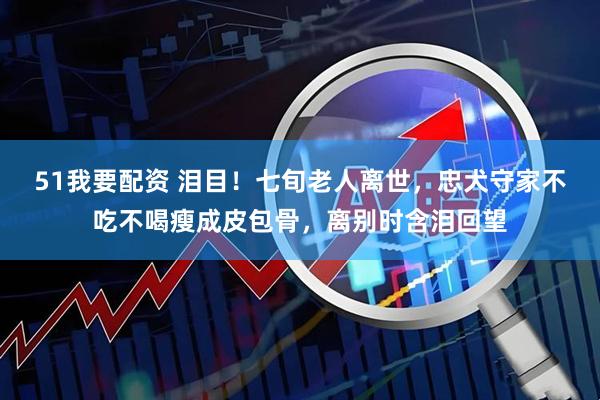 51我要配资 泪目！七旬老人离世，忠犬守家不吃不喝瘦成皮包骨，离别时含泪回望
